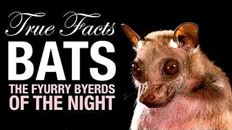 True Facts: Bats, The Science of The Hunt thumbnail