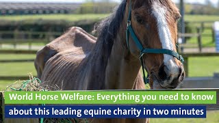 World Horse Welfare: Everything you need to know about this leading equine charity in two minutes