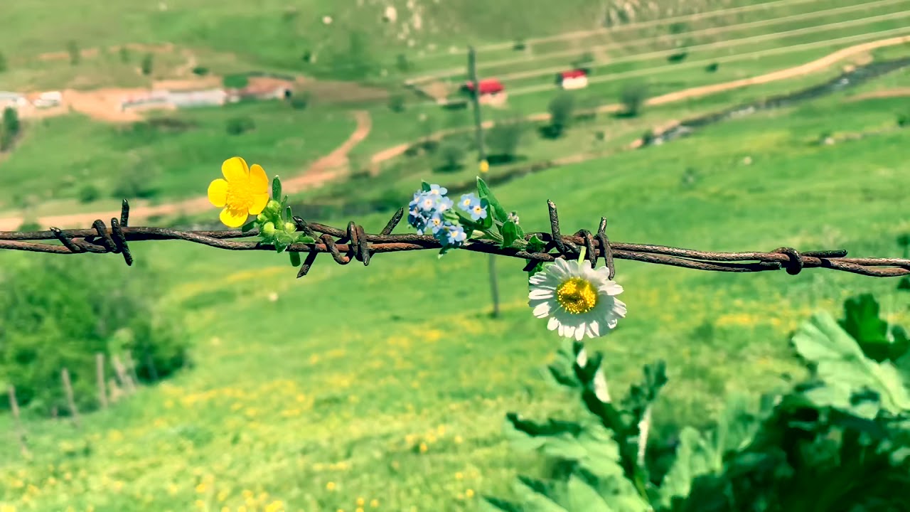ÇAMBAŞI YAYLASI / ORDU / GÜZLE
