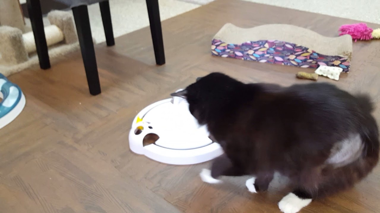 Visiting the Lily Pad Cat Lounge YouTube