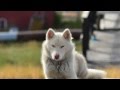 2014 08 Greenland Sled Dogs in Summer の動画、YouTube動画。