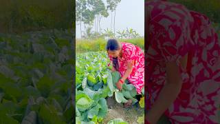 আমার দাদুর জমির বাঁধাকপি তুলতে গেলাম #vlog #minivlog #trendingreels #shorts