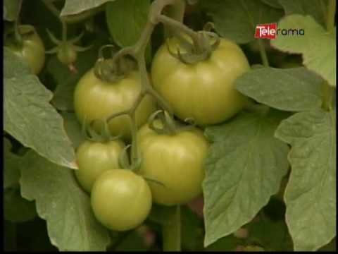 Ecuador Agropecuario 08-06-2016