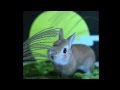 うさぎのモキュ様　十五夜お月様見て跳ねる？！