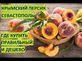 Баллада крымскому персику. Где купить в Орловке, чтоб довезти из отпуска? Показываем сад и адрес