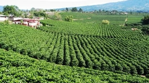 Kaffeeanbau in Kolumbien: Tradition, Qualität und Innovation