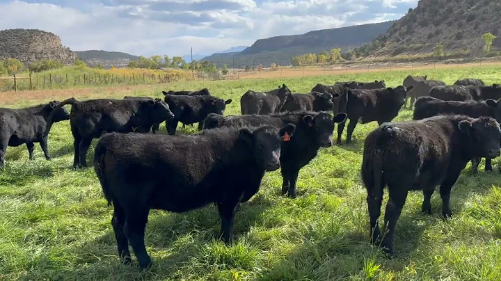 Herd Quitter® Minute - Getting in at the Top