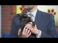 PAWS Chicago Pet of the Week: Waggins
