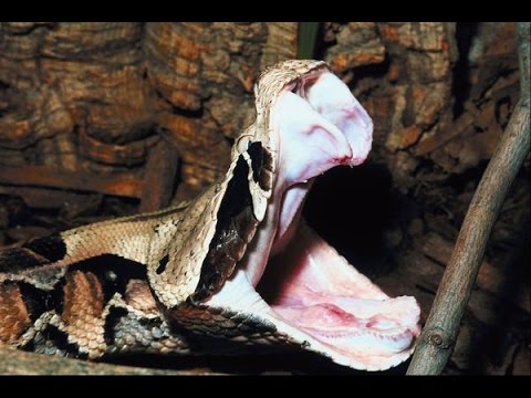 Stupid T Shirts >> GABOON VIPER BITE!!!!!!!!!!!!! - YouTube Stupid T Shirts >> GABOON VIPER BITE!!!!!!!!!!!!! - YouTube