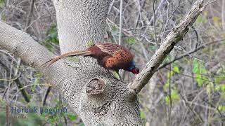 Sülün (Erkek) / Phasianus Colchicus / Common Pheasant / Türkiye Kuşları / Hersek Lagünü