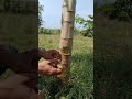 nanam bini manggah dipohon pepaya #shot
