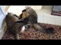 Fat cat fight