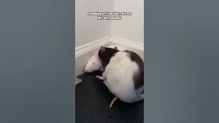 Debunking Pet Rat Stereotypes! - DayDayNews