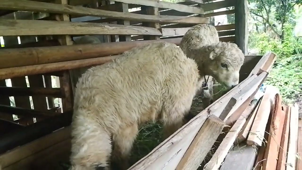 𝗦𝗶𝗽𝘂𝗽𝘂𝘁 𝗮𝗻𝗮𝗸𝗮𝗻 𝗱𝗼𝗺𝗯𝗮 𝗽𝗮𝗹𝗶𝗻𝗴 𝗿𝗲𝘀𝗲𝗵. 