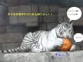 ジャックランタン君とボクは仲良し