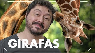 Por que girafas não deveriam existir?