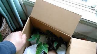 パパイアの苗Part1。フェニックスロベレニーの新しい友達No.2、　Houseplant Phoenix Loveleny's new friend No. 2, papaya seedlings