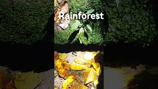 Rainforest #forestsounds #forest