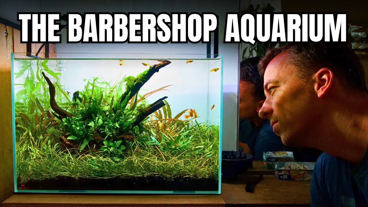 MAKING A LOW MAINTENANCE AQUARIUM WITH EASY PLANTS FOR MY BARBER