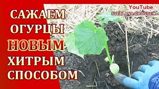 САЖАЕМ ОГУРЦЫ ПО НОВОМУ. .КАК ПРАВИЛЬНО САЖАТЬ ОГУРЦЫ. .ЗАЩИТА ОТ МЕДВЕДКИ.. ДРОЖЖЕВАЯ ПОДКОРМКА