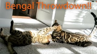 Bengal Cat Throwdown