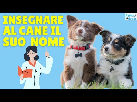 Video: Perché il mio cane non risponde Rispondi al suo nome?