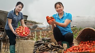 Harvesting TOMATO Garden & Dried Fish Goes to the Market Sell - Taking Care of Pets | Free New Life