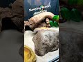 Know this before getting a leopard gecko