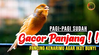 KENARI GACOR PANJANG PAGI HARI, COCOK BUAT PANCINGAN KENARI MUDA DAN BAHAN CEPAT BUNYI
