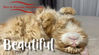 Maine Coon Max is beautiful!