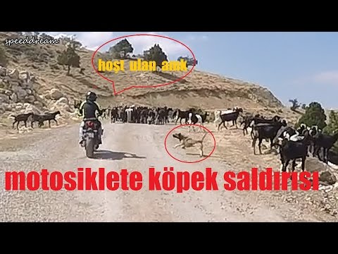 motora köpek saldırısı/yayla yolu köpek saldırısı/çoban köpeği saldırısı