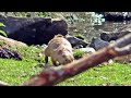 Präriehund
