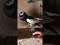 kabutar ki fight #pigeon #faryoupage #faryoupage #viralshort #kabutar
