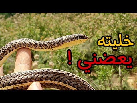 الثعبان الاكثر إنتشارا في مصر ثعبان أبو السيور