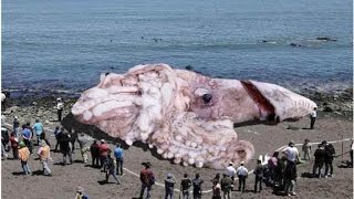 Top 8 BIGGEST Sea Monsters Ever! Top 8 BIGGEST Sea Monsters Ever!
