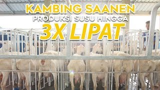 Kambing Saanen 3 Kali Lipat Produksi Susu