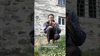 La PRATOLINA 🌼 #pratolina #erbespontanee #erbeofficinali #foraging #forager