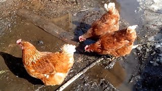 Курочки и Петя петушок встречают весну. Мультфильм для детей. TopicRu Курочки и Петя петушок встречают весну. Мультфильм для детей. TopicRu