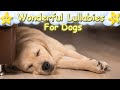 Super Relaxing Sleep Music For Labrador Retriever Puppies Calm Your Dog 