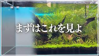 【初心者必見】ゼロからわかる！水草レイアウト水槽の立ち上げ完全ガイド