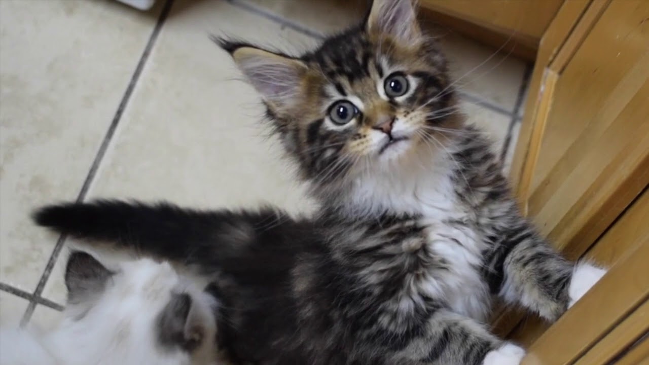 Maine Coon Kitten Molly Meowing 9 Weeks Youtube