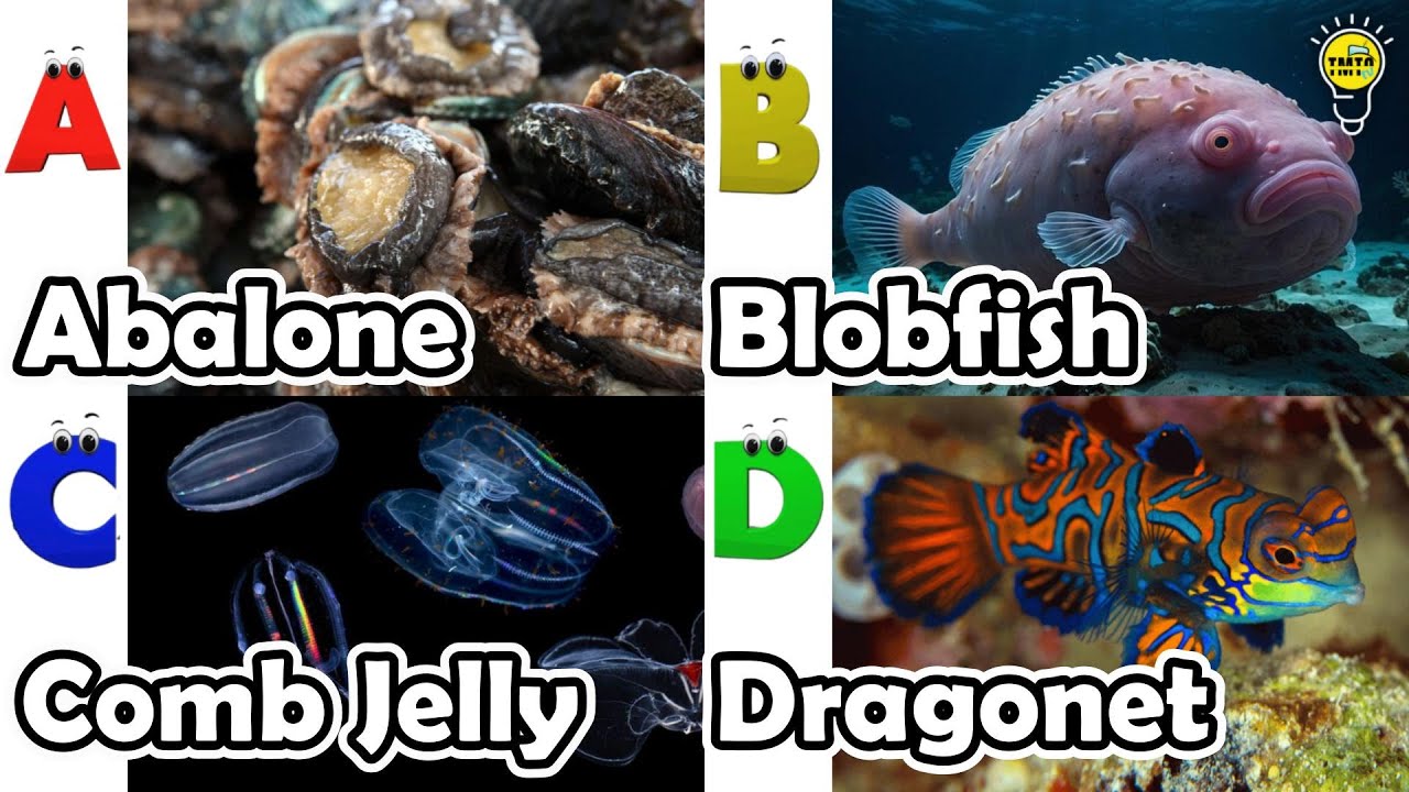 Learn Ocean Animal Names | ABC Sea Animals song | Most Popular Sea Creatures | Alphabets Kids Song