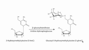 Global and locus specific 5-hydroxymethylcytosine detection and quantification