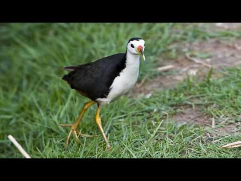 Video Sự tích con chim Quốc - Truyện cổ tích Việt Nam - youtube
