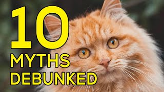 10 Orange Cat Myths Debunked by Victor Van Buren 27 views 4 months ago 2 minutes, 11 seconds