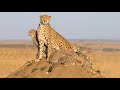 A Cheetah Hunting an Impala With Her 3 Babies