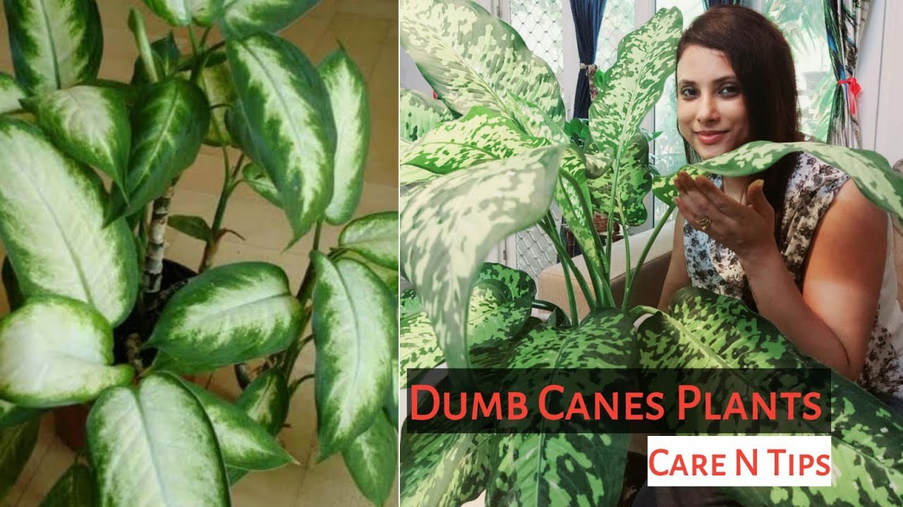 Deffenbacia or Dumb Canes Plants Care and Tips Why it is Called Dumb