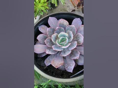 Echeveria Galaxia & Graptoveria Opalina - YouTube