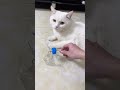 do handmake Update 2022 Đồ chơi handmade của May tập 4 #Short