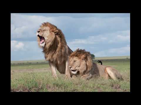 Lion Roar